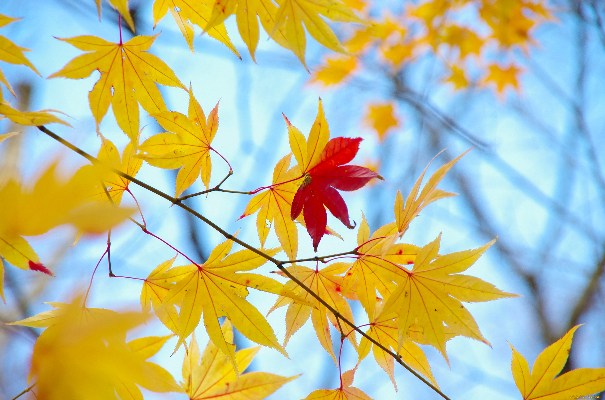 Autumn blue. Фон осень. Желтые листья. Красивый осенний фон. Обои на рабочий стол осенние листья.